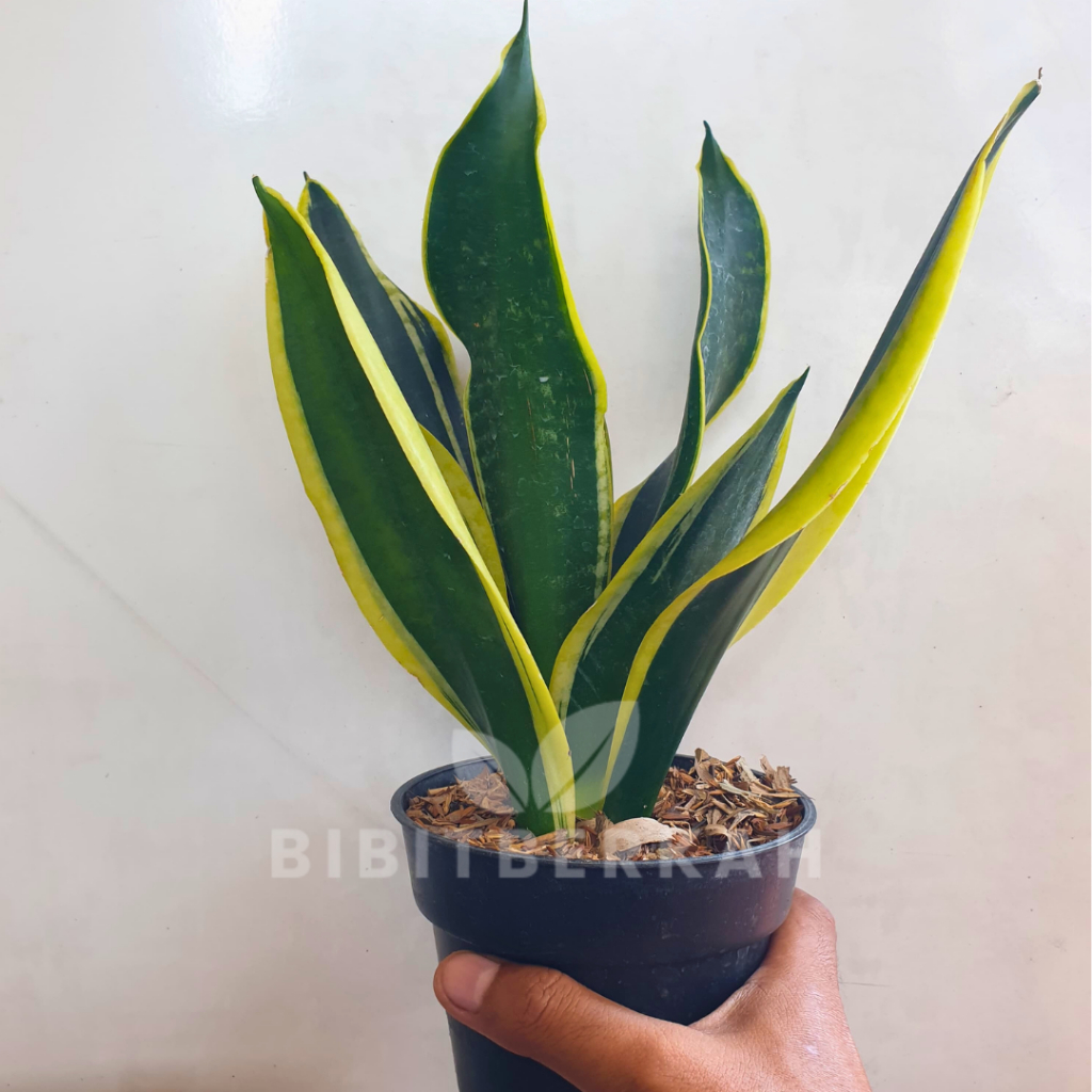 Sansevieria Serii Black Gold / Sherly / Sherry - Tanaman Hias Sansivera Lidah Mertua
