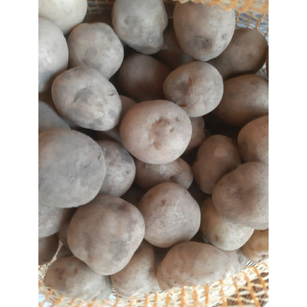 

KENTANG DIENG SIOMAY 1Kg isi 27-30 Biji Bisa COD