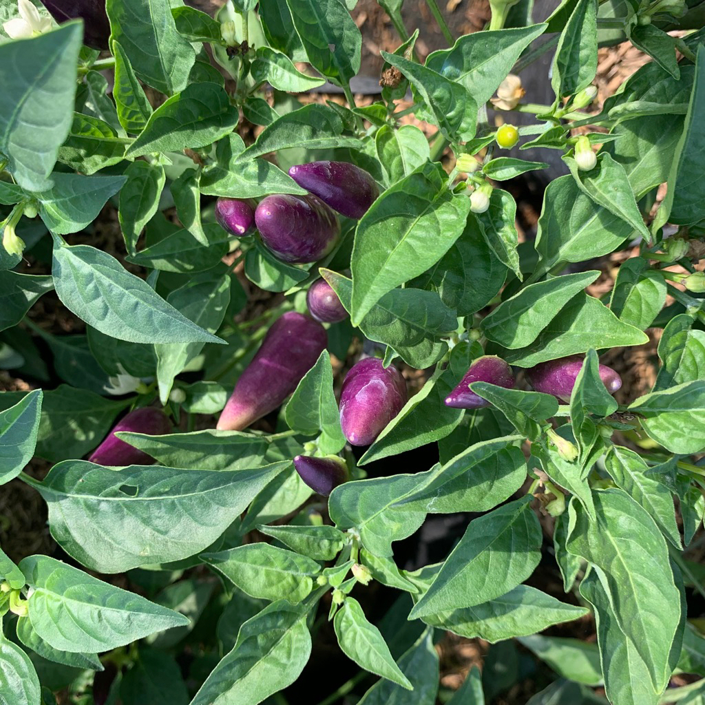 tanaman cabe hitam rimbun - cabe hitam - rimbun