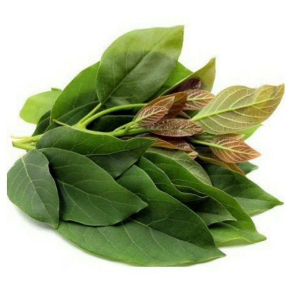 

daun alpukat segar dari pohon 100 lembar