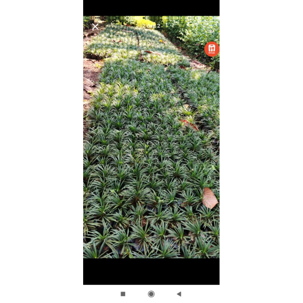 pohon kucai mini bibit