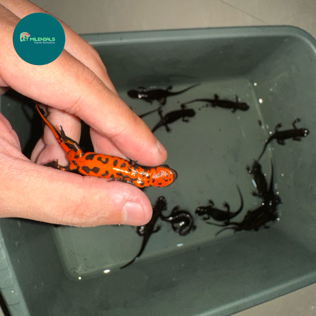 SALAMANDER CHINESE FIRE BELLY NEWT