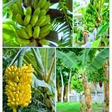 

Jual Bibit Pisang Susu, Jual Bibit Pisang Susu Kawisto