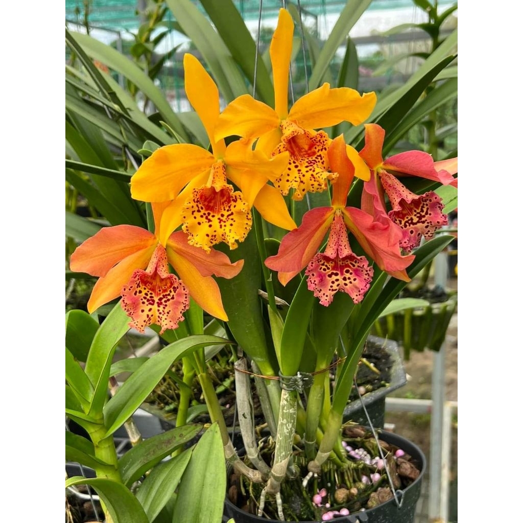 Anggrek knop cattleya Copper queen