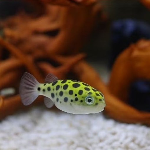 Mini Puff/Dwarf Puffer Hiasan Aquascape