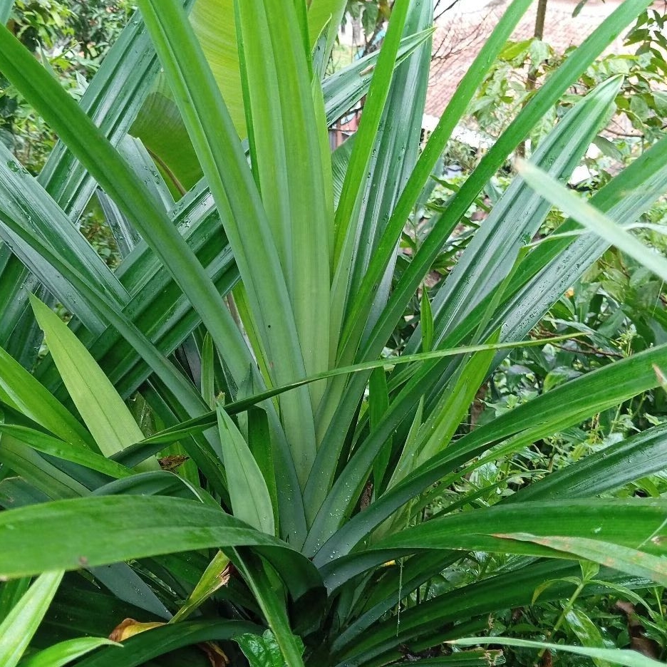 

Daun pandan wangi segar 250 gram petik langsung