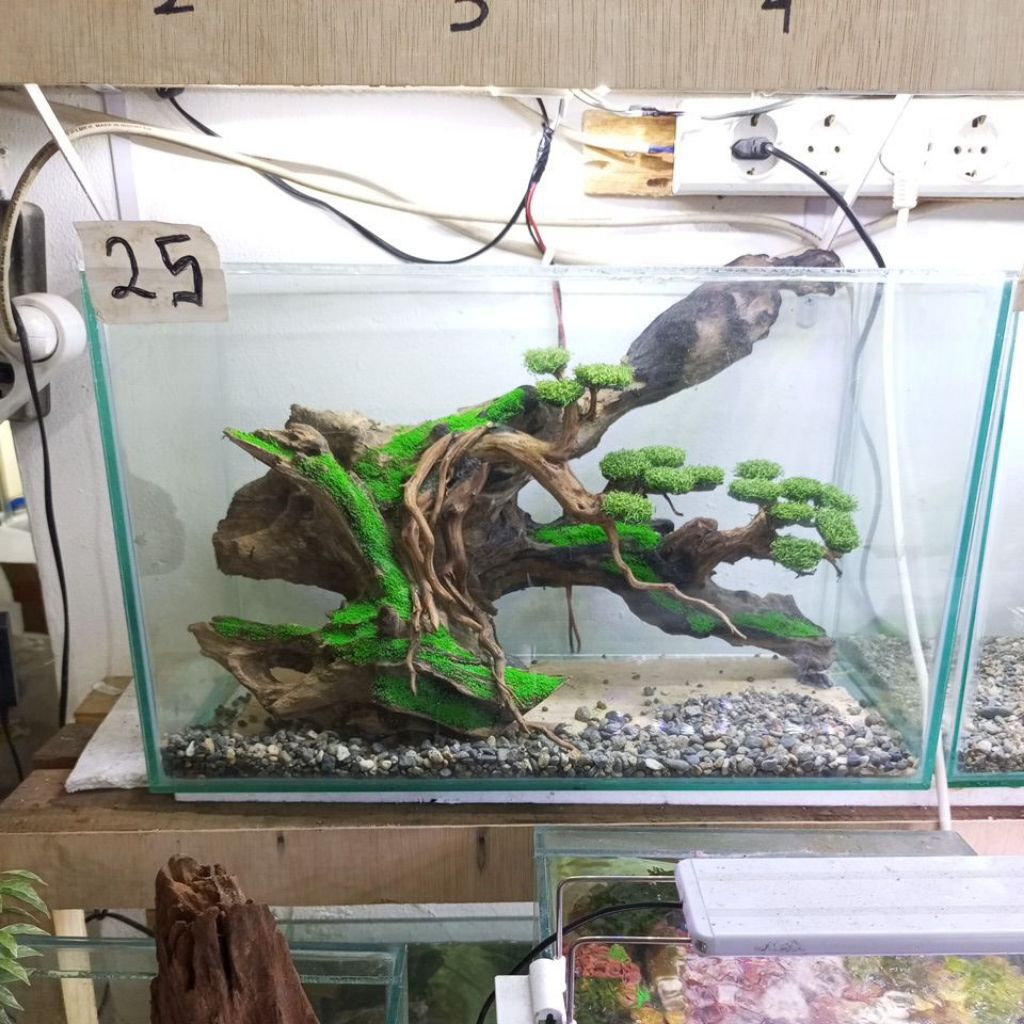 aquascape tema bonsai fullset size 50x25x30 cm,siap pandang tinggal isi air aja