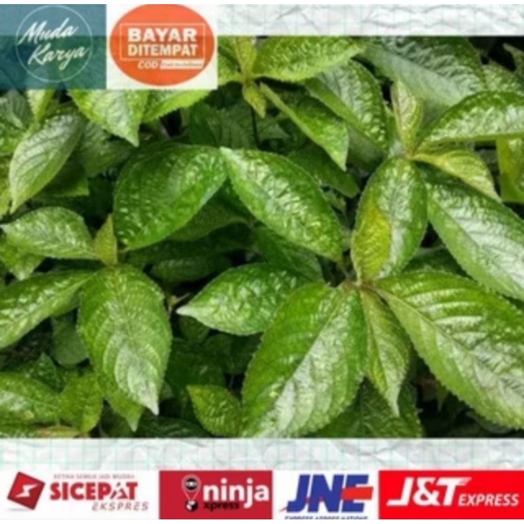 

promo daun keji beling segar / pecah beling1kg