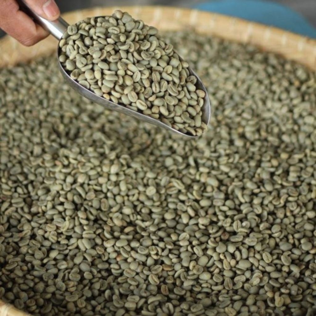 

Green Bean Kopi Arabika mentah Aceh Gayo - Luwak Liar asli dari hutan siap Rosting grade 1kg — RJ Coffee