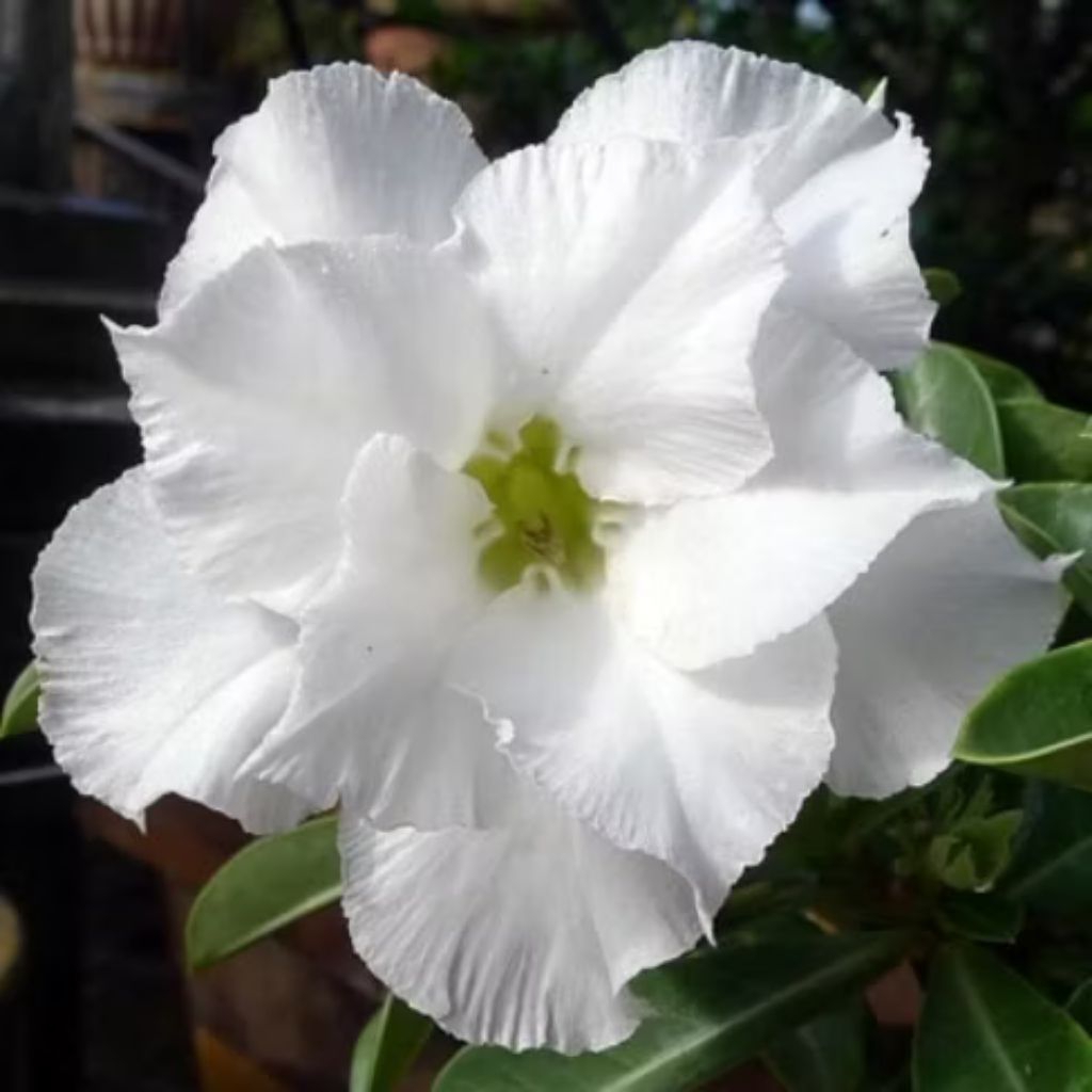 Entres Adenium Double White