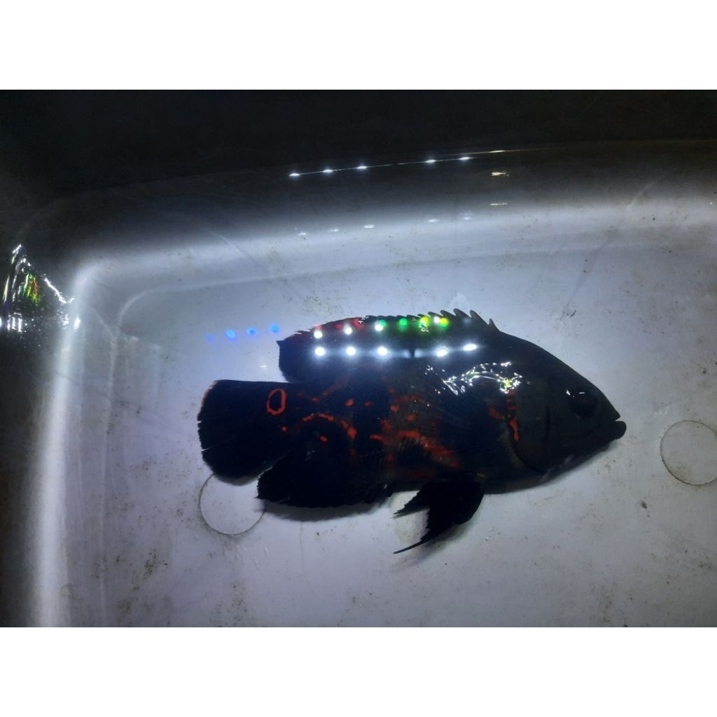 ikan oscar tiger ukuran 3jari