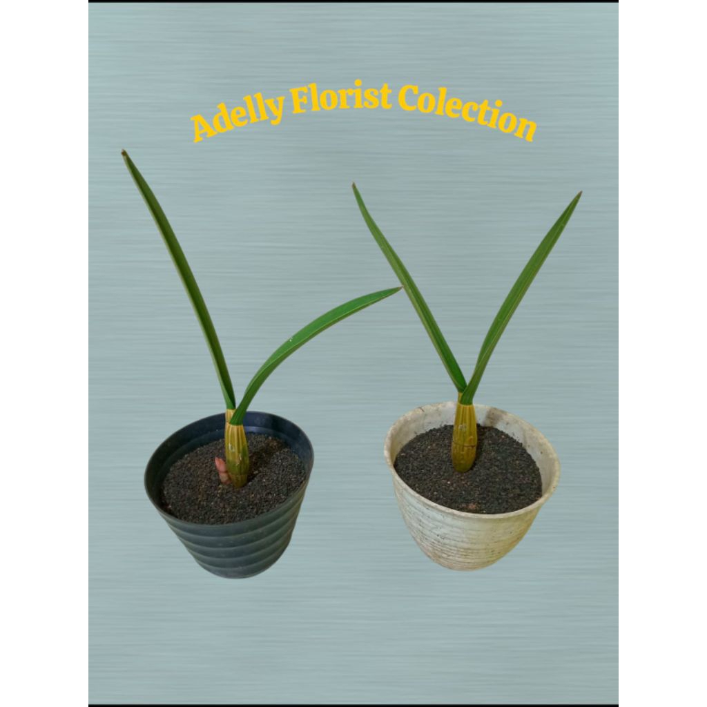 Anggrek gurun / Eulophia petersii