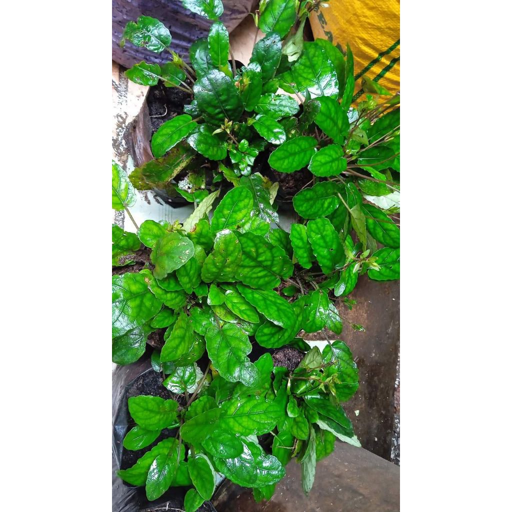 tanaman herbal gempur watu/batu