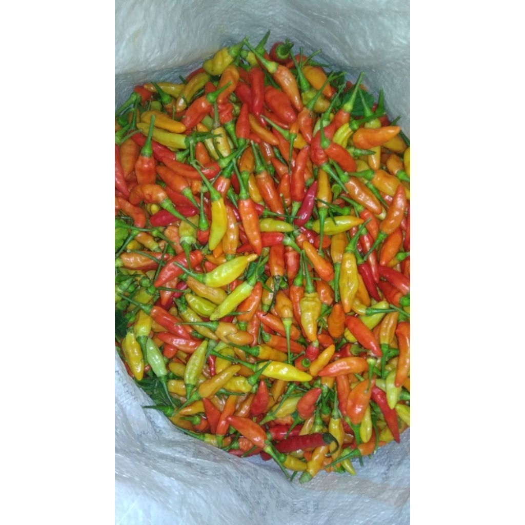 

Cabe Rawit Ori 500 gram