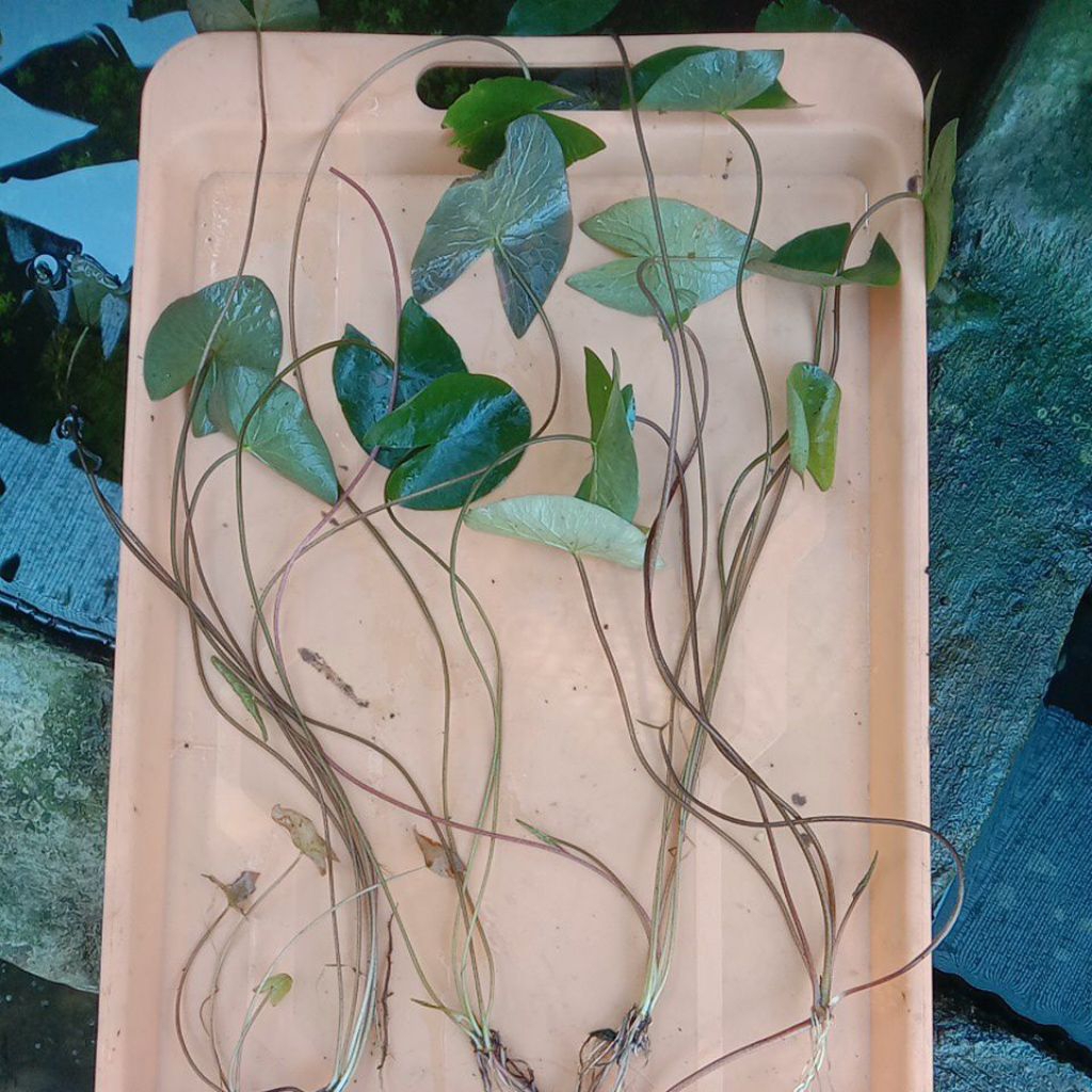 

Teratai Mini Murah Per Batang Besar Harga Cuma 10k Udah Siap Budidaya