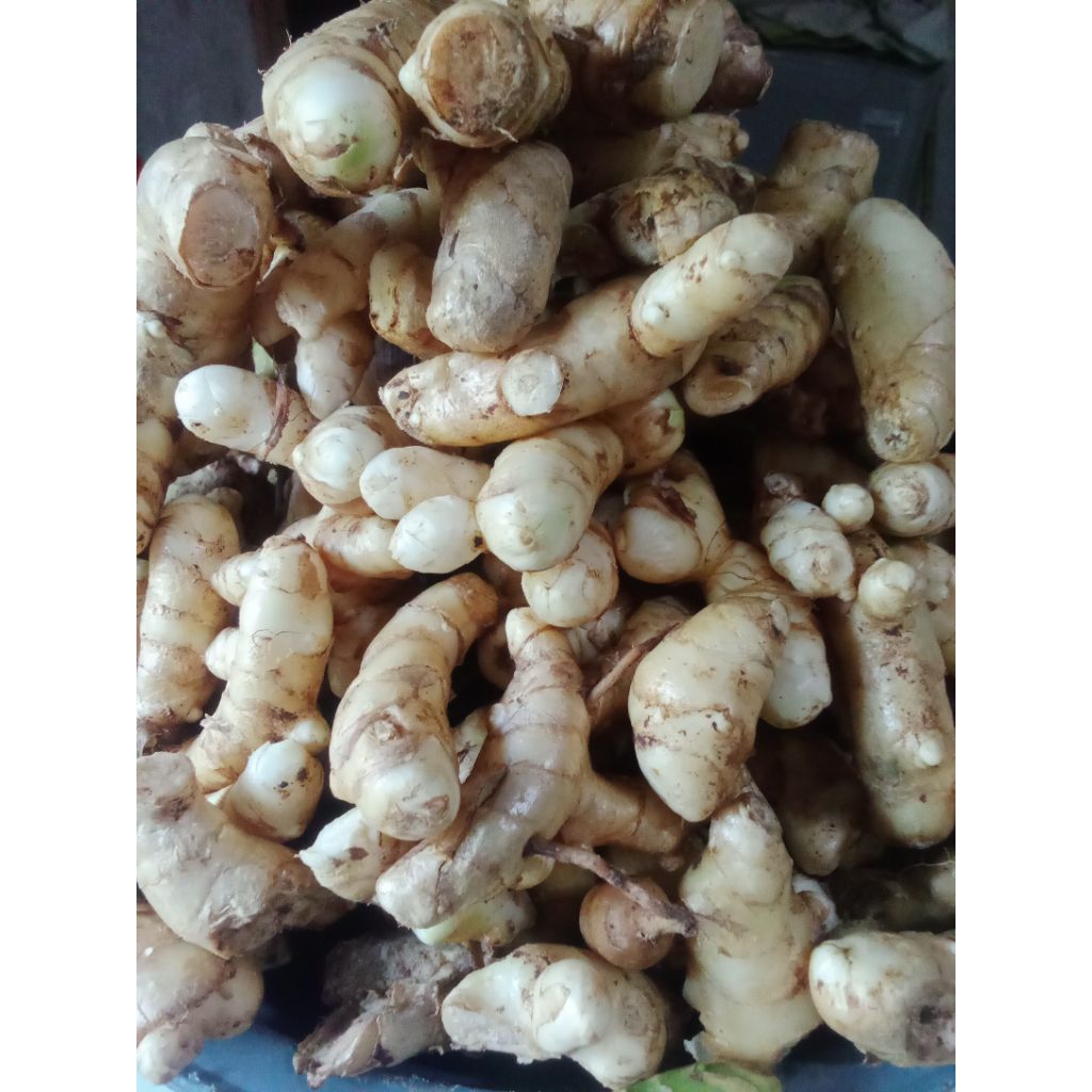 

Kunyit Putih Temu Putih Segar Fresh 500 gram