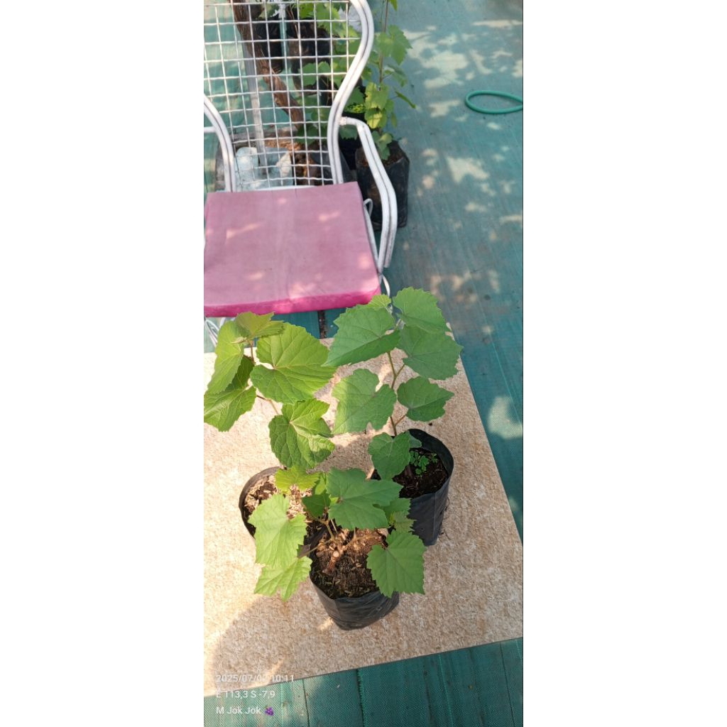 

RS rootstock rs import Teleki 5C Dogride USA Giorgikon G28