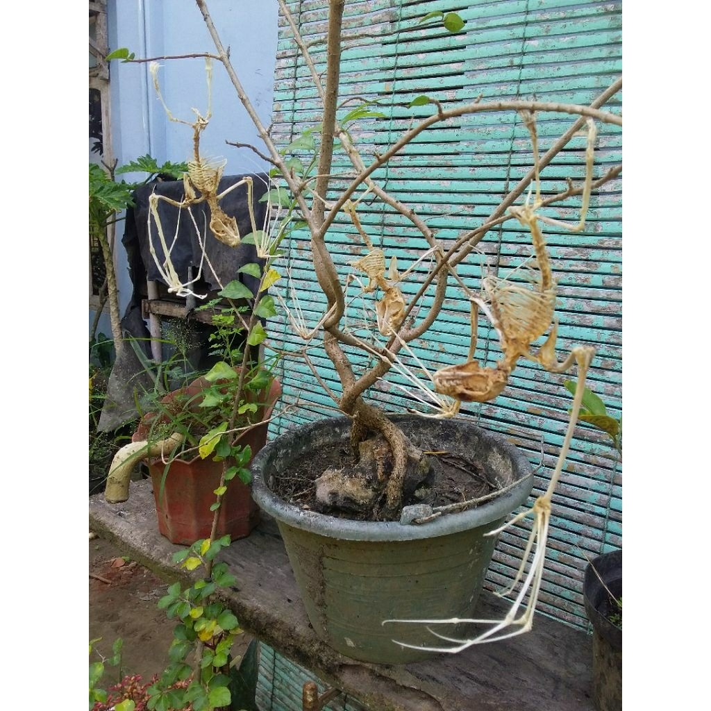 hiasan manis manis codot