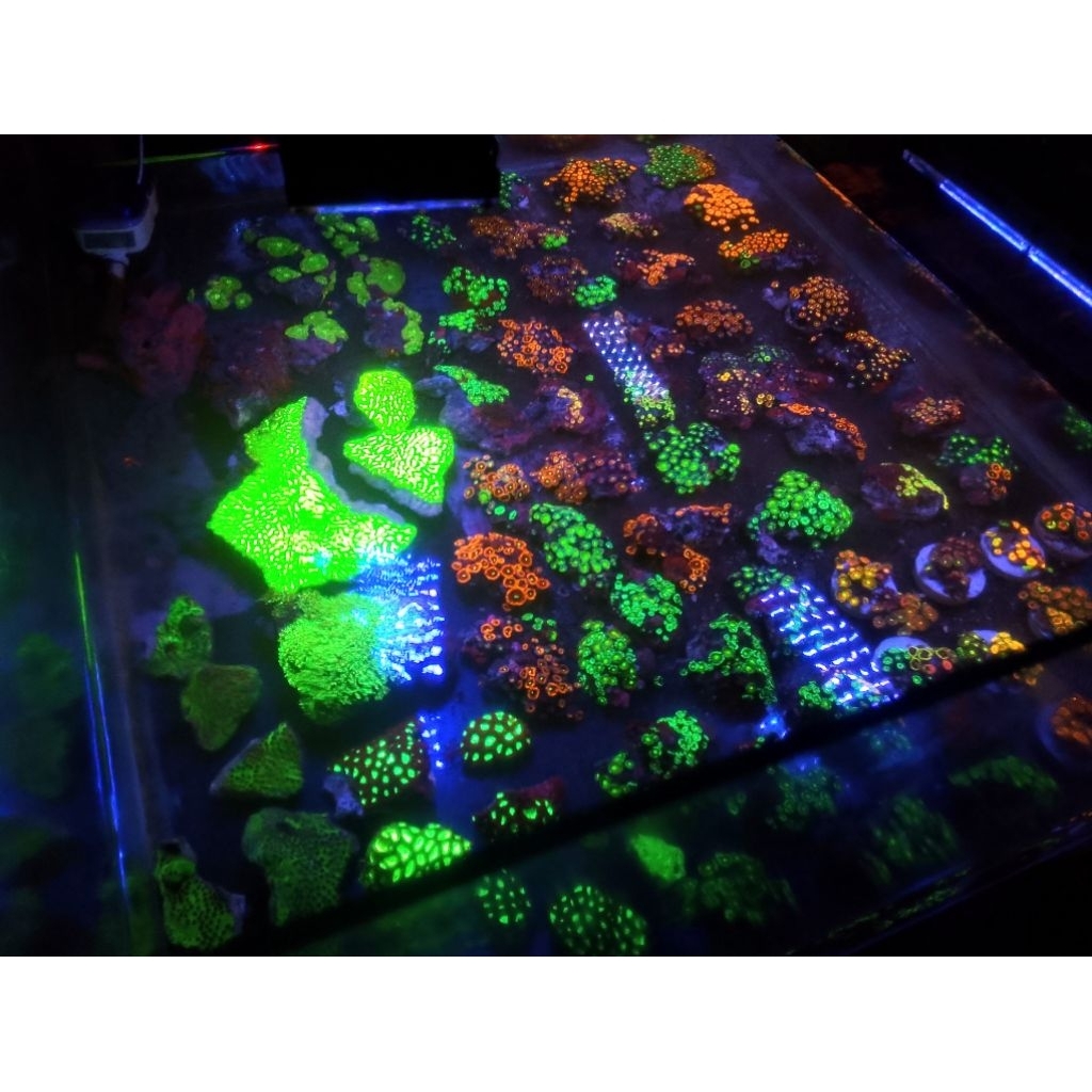 Paket Seller Hiasan Aquarium air laut