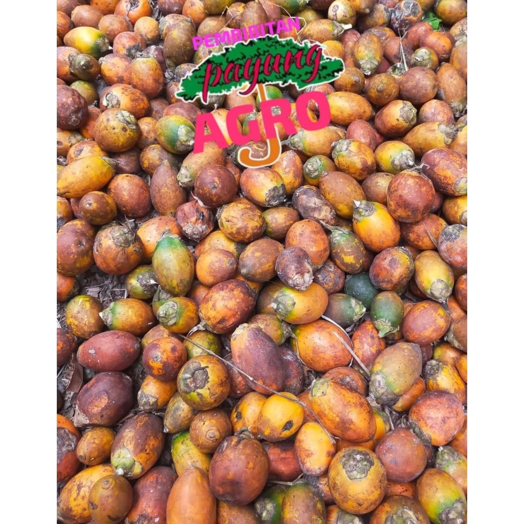 

jambe/pinang batara bisa buat herbal/ bibit