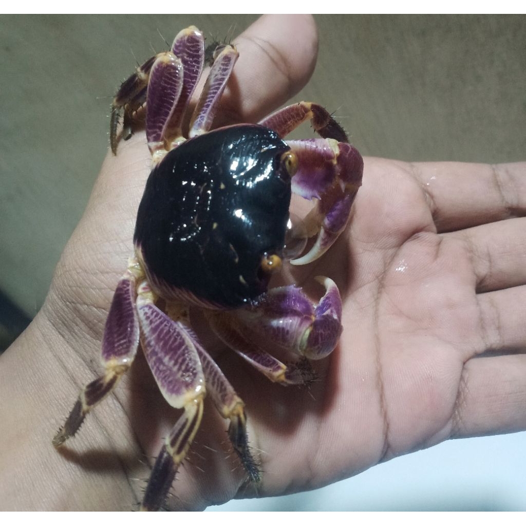 

Kepiting Hias Greeyi Air Tawar ( Greeyi Betina )