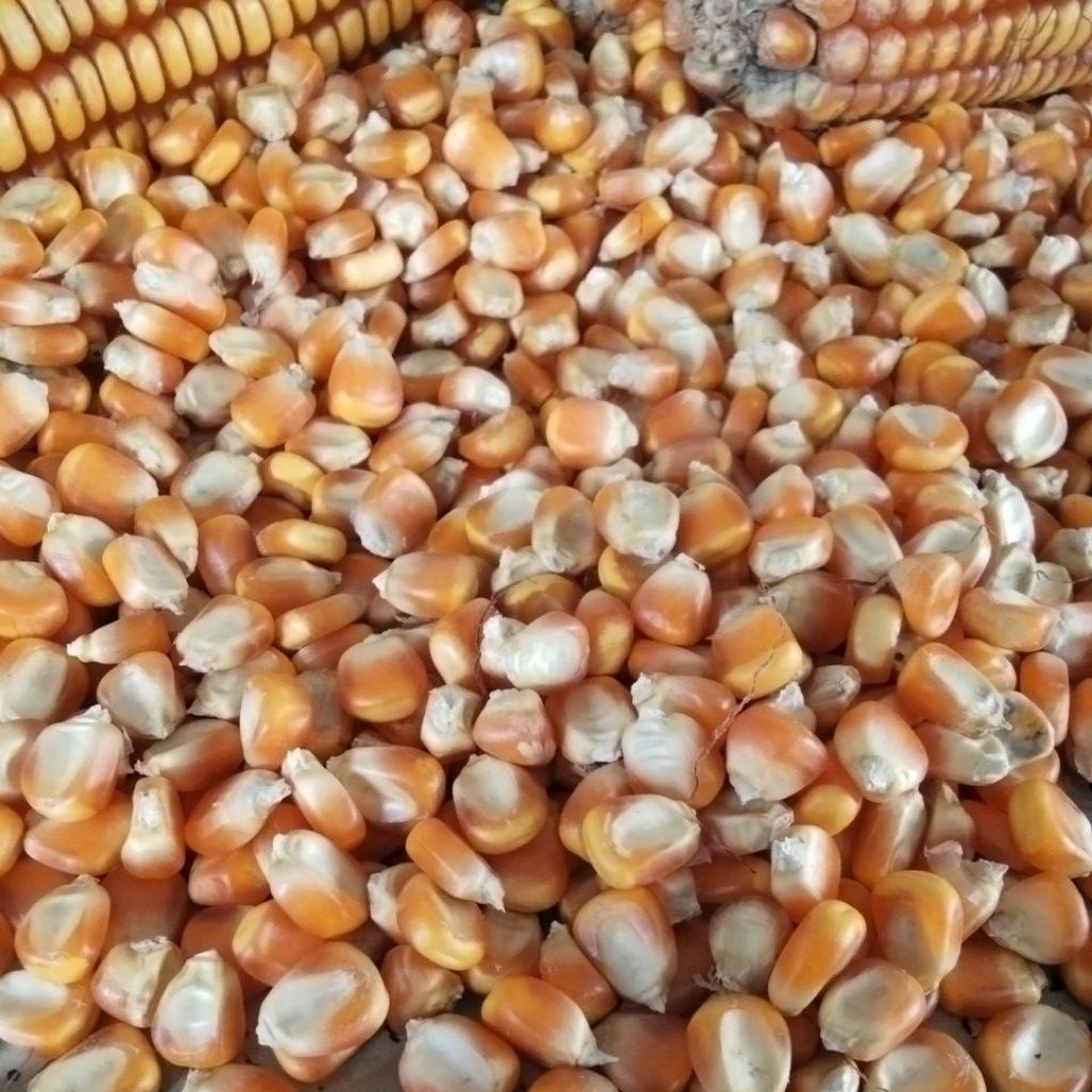 

Jagung Pipil Kering Bersih 1KG
