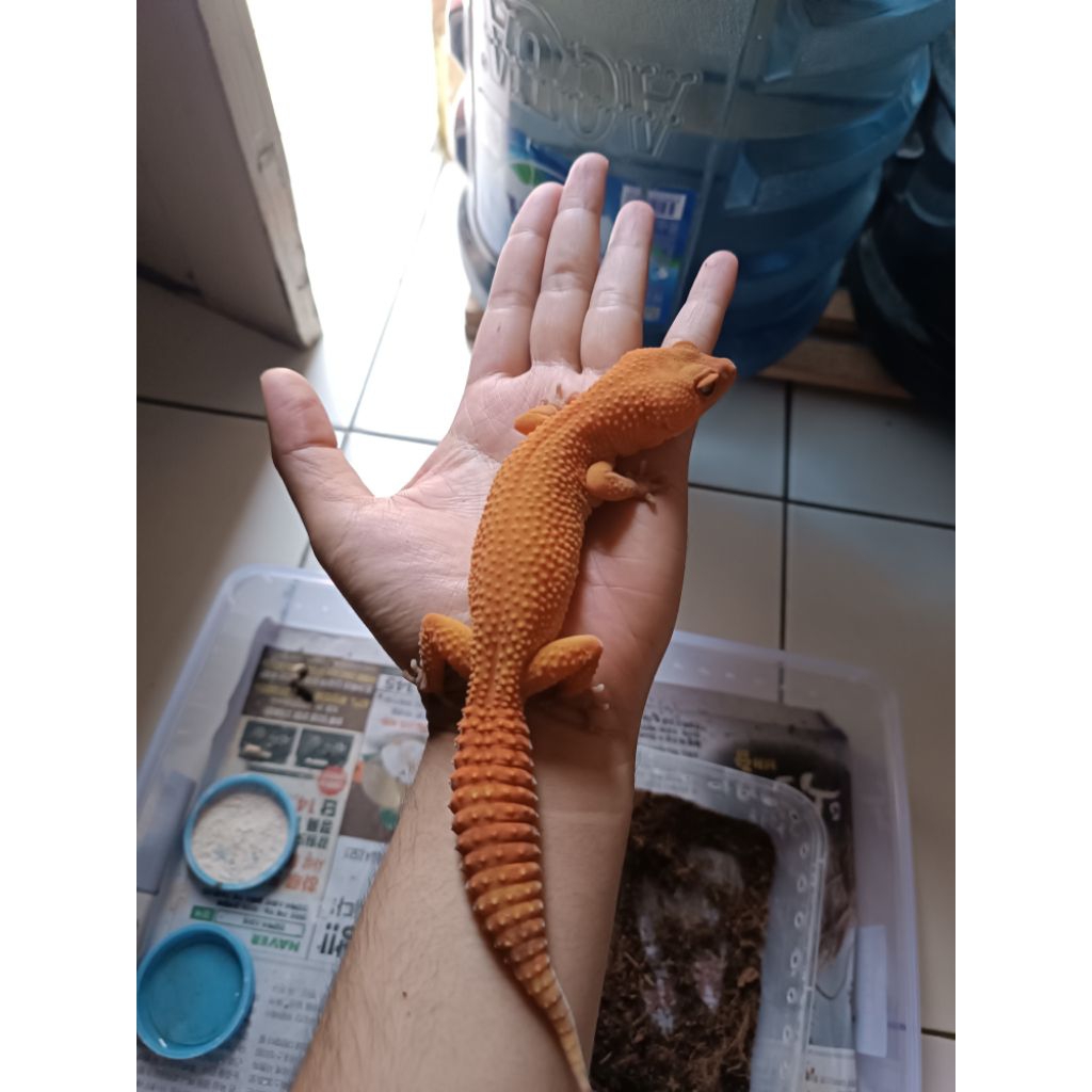 Leopard Gecko Sunglow Pair | pesanan om Raharja