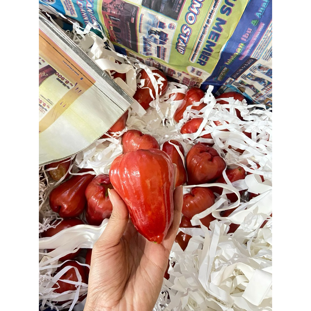 

LANGSUNG KIRIM buah jambu air cincalo hijau dan citra merah (jambu air) 450-500gr per pack