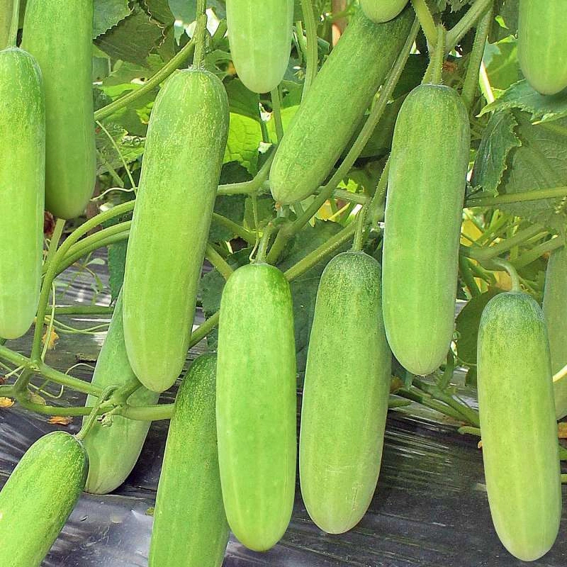 

TIMUN HIBRIDA TIMUN SUPER UNGGUL 5 BIJI BENIH TIMUN SUPER TIMUN LALAPAN TIMUN BUAH BERKUALITAS