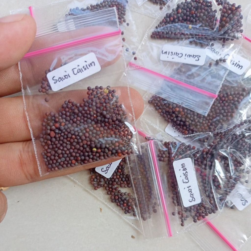 Benih Sawi Shinta Sawi Manis Benih Sawi Repack isi 200± Biji Benih Caisim