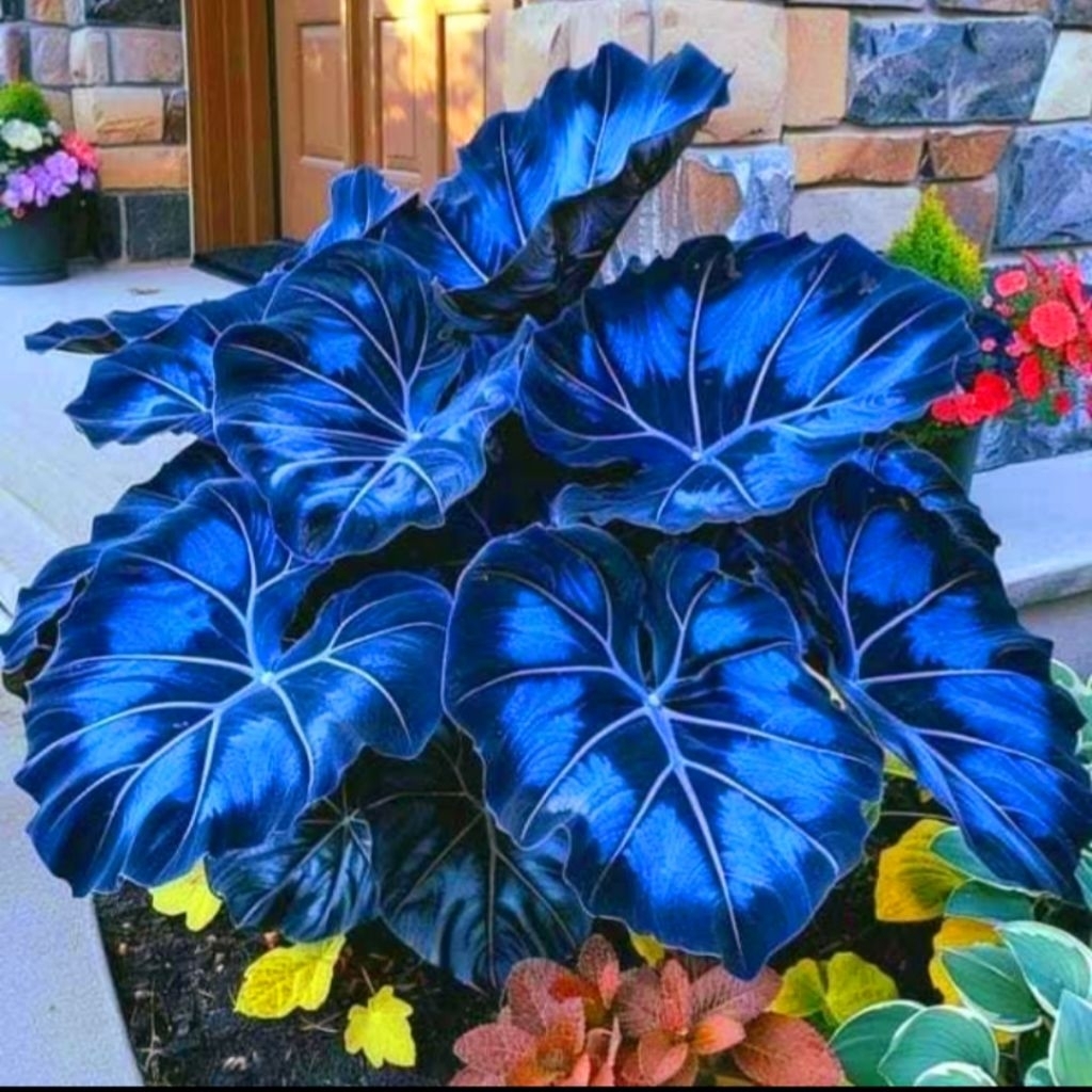 Calathea Crimson Pink Tanaman Hias Calathea Blue Black Crimson Bunga Hias Calathea Blue Black Crimso
