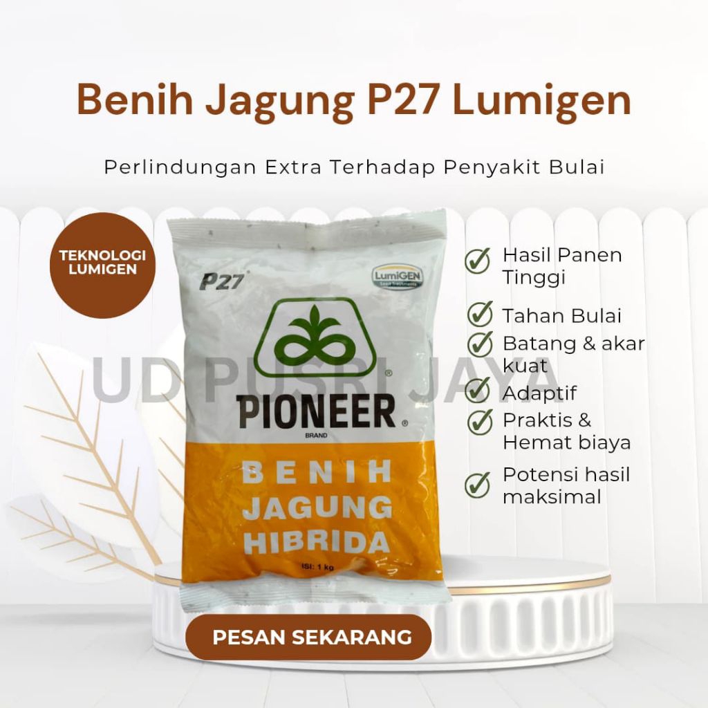 Benih Jagung Hibrida Pioneer P27 Lumigen 1 Kg