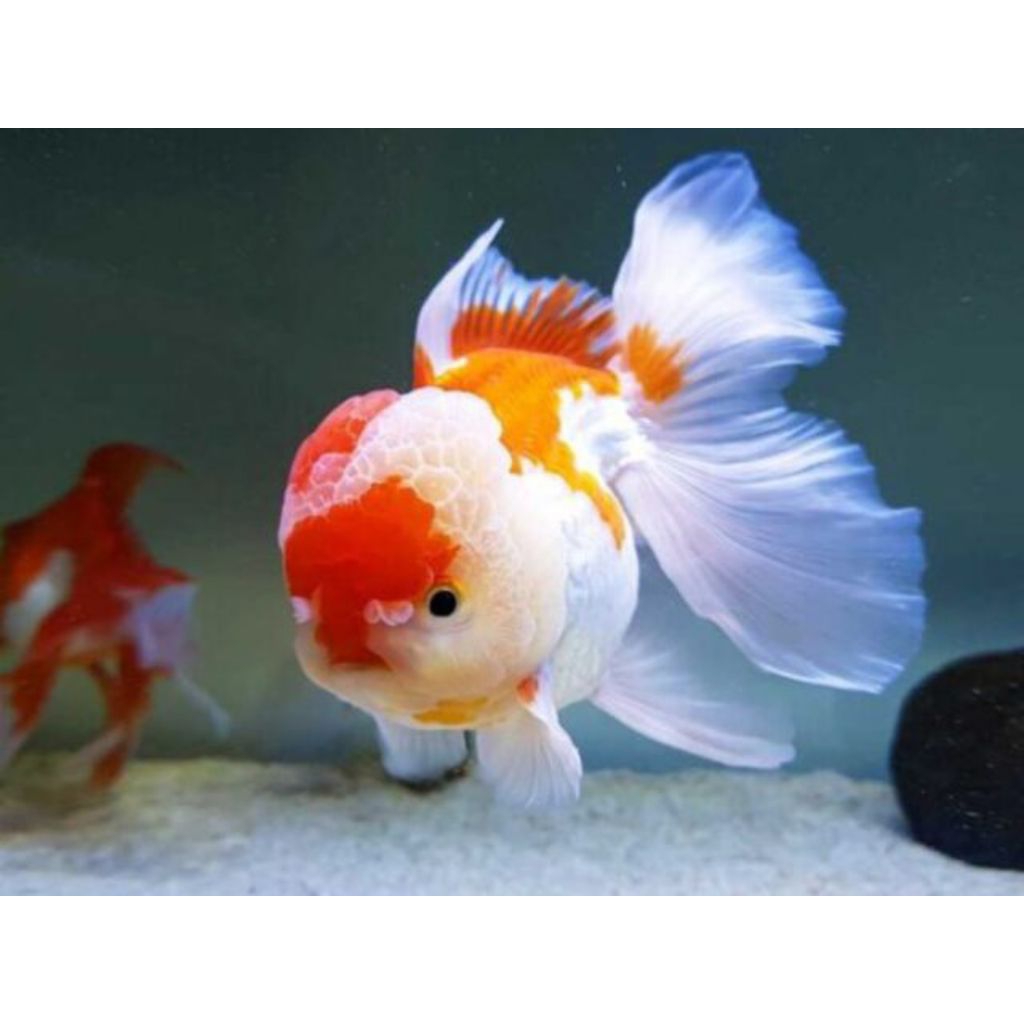 ikan koki JUMBO dewasa 15-18cm