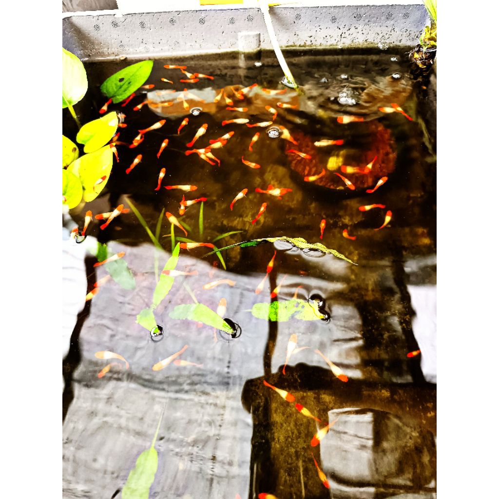 Albino Koi Gen Red Ear Gen King DUA PASANG Albinokoi Ikan Ikan hias guppy ikanguppy hiasan akuarium 