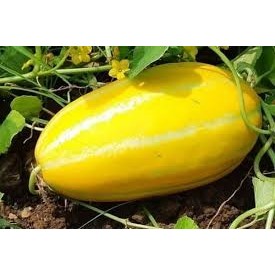 TIMUN SURI EMAS SUPER 2 BIJI BENIH TIMUN SURI SUPER F1 TIMUN MADU SURI F1 SUPER BERKUALITAS