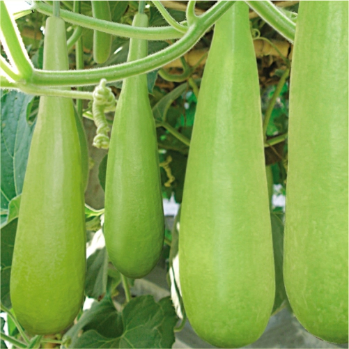 

LABU AIR SUPER LABU AIR PANJANG F1 UNGGUL 2 BIJI BENIH LABU AIR PANJANG SUPER F1 BERKUALITAS