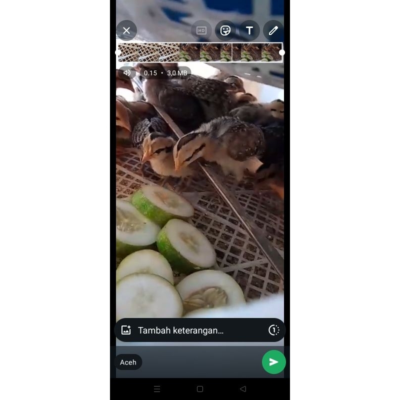 doc ayam hutan hijau