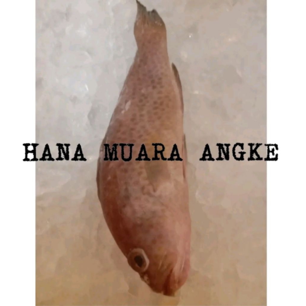 

IKAN KRAPU SEGAR FRESH