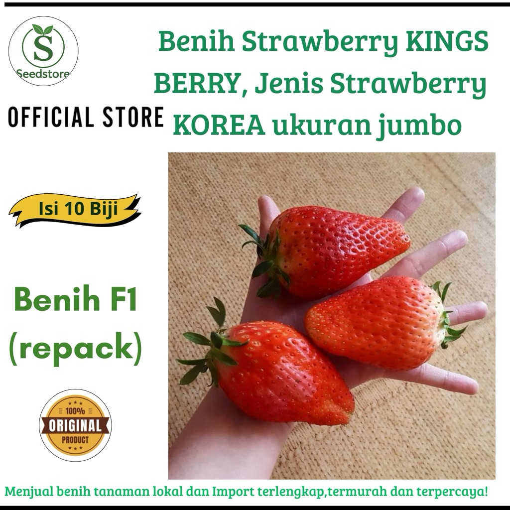 isi 10 Biji - Benih Strawberry KINGS BERRY, Jenis Strawberry KOREA ukuran jumbo bisa dataran rendah 