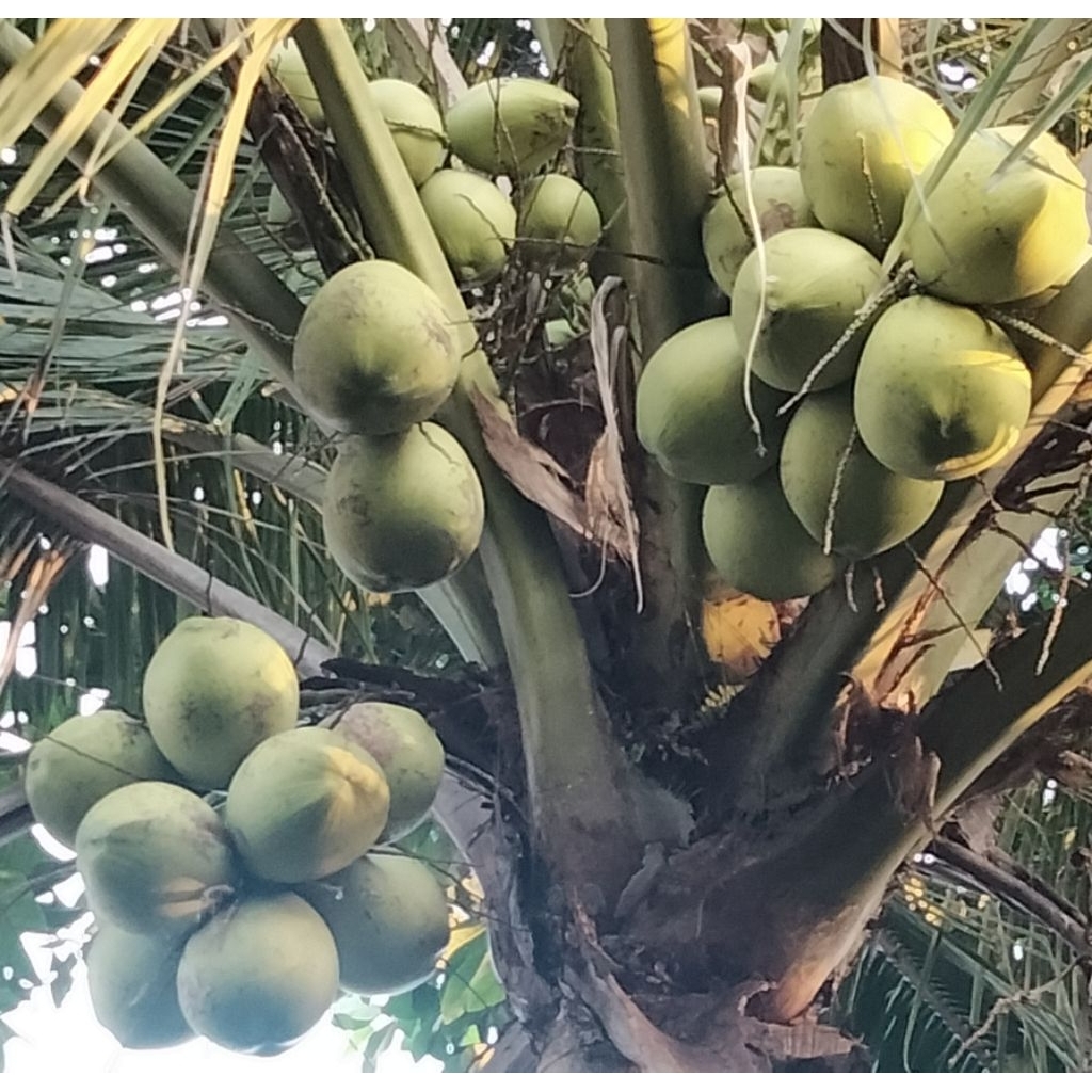 

Kelapa muda hijau besar / Degan ijo Segar