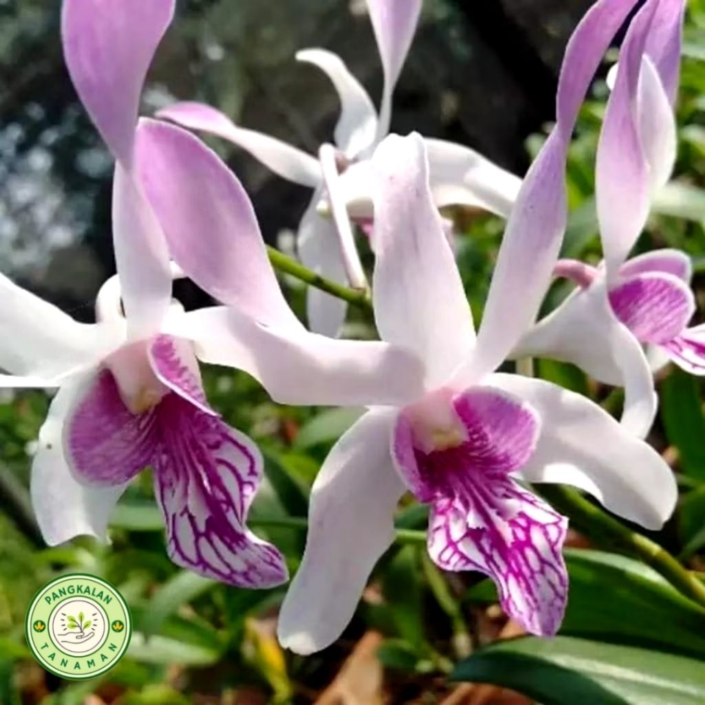 Anggrek Dendrobium TERLARIS Anggrek Dendrobium Knop Siap Berbunga