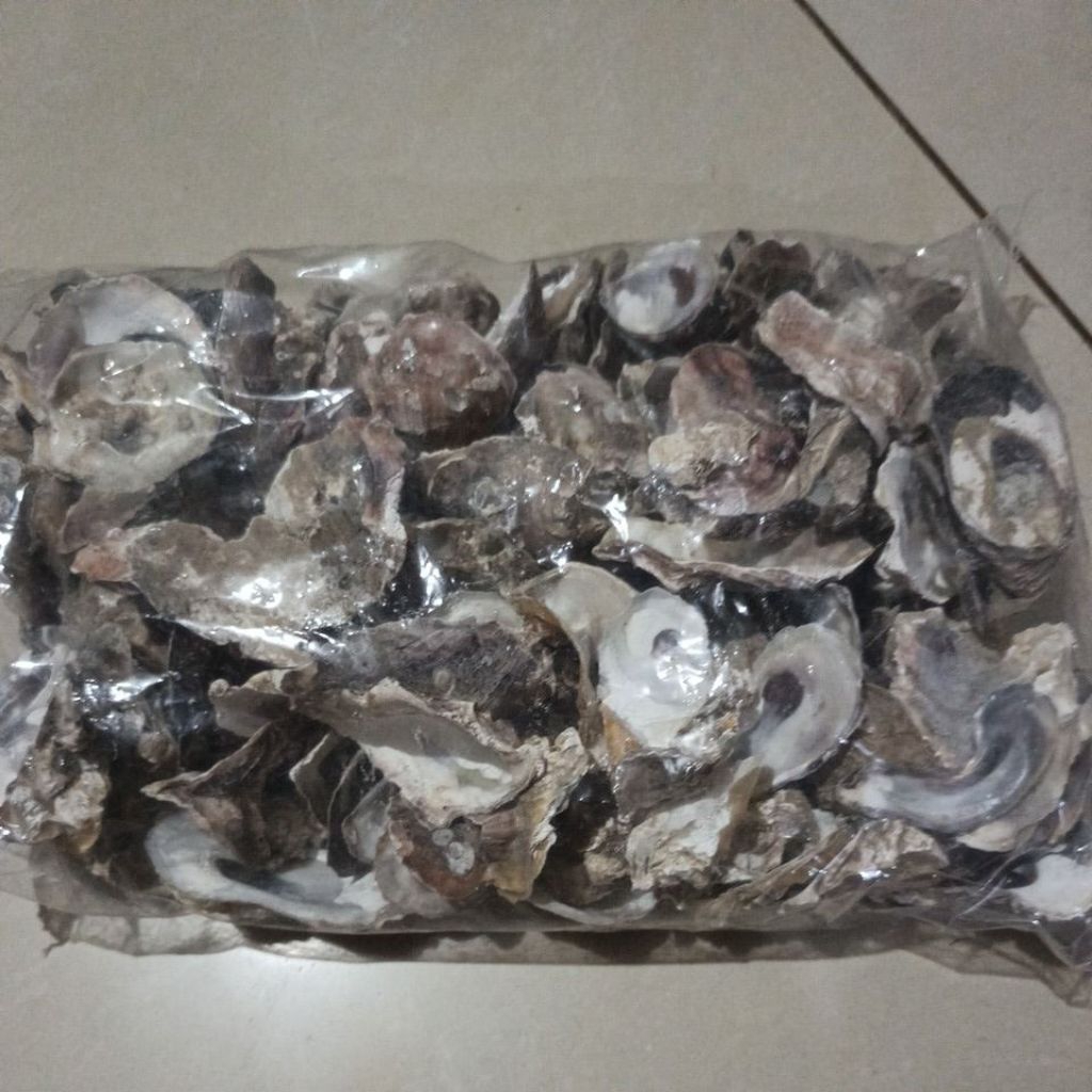 MEDIA FILTER OYESTER PER PAK KERANG TIRAM CANGKANG KERANG KOLAM IKAN AQUARIUM