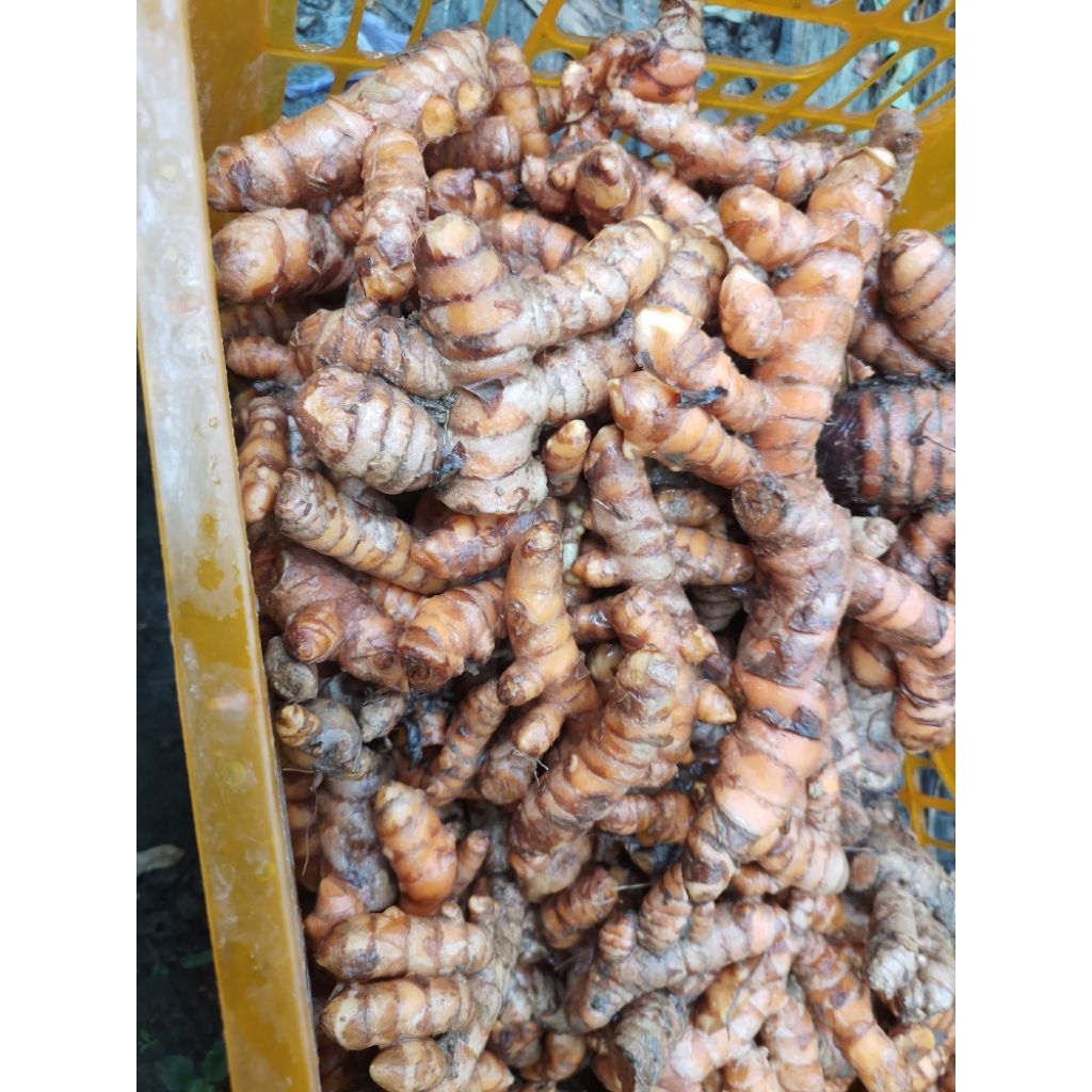 

Kunyit segar 500 gram