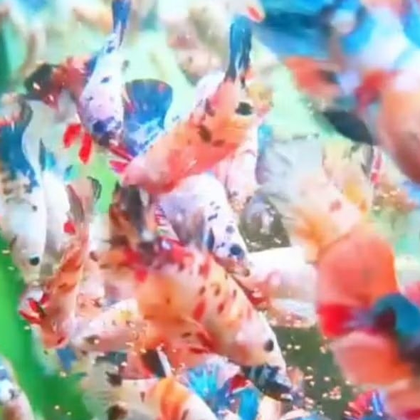 sepasang ikan cupang cantik