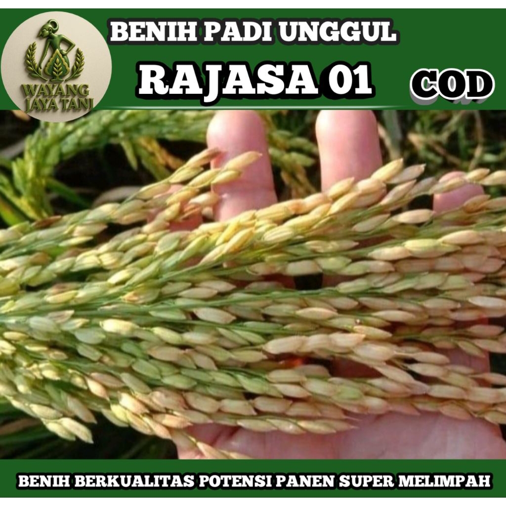 BENIH PADI UNGGUL RAJASA 01 SUPER 1000BULIR KEMASAN 1KG