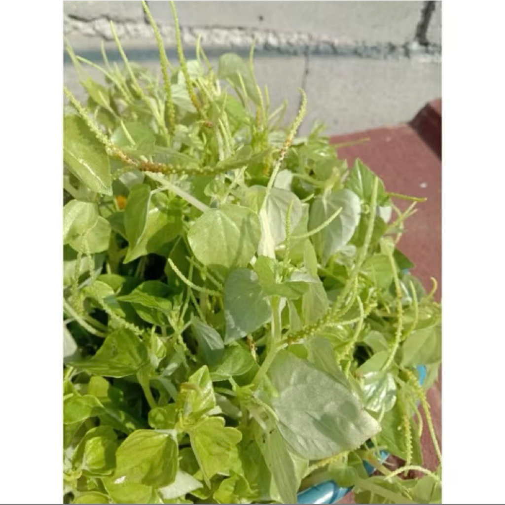 

Daun Sirih Cina Fresh Atau Kering Ori 100% 500 gram