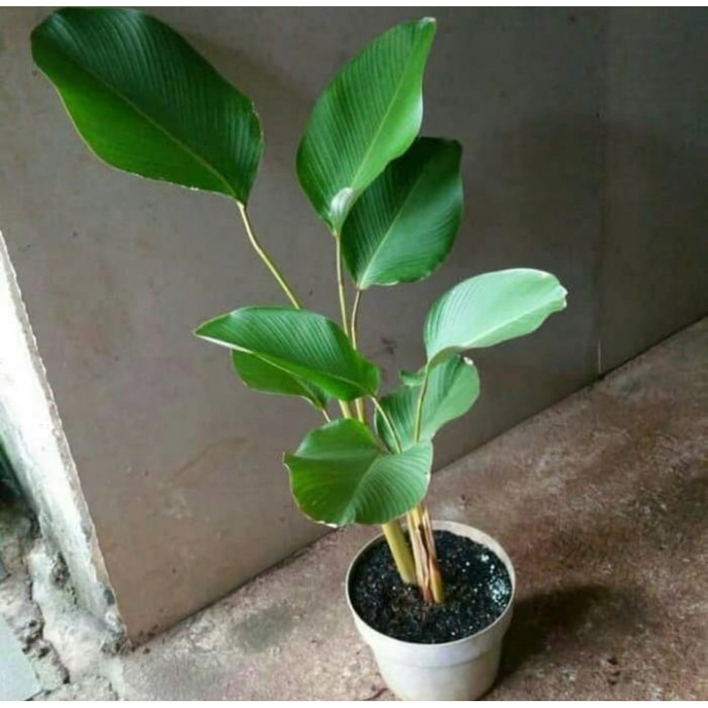 [Satuan] Tanaman Hias Calathea Pisang pisangan tinggi 150cm