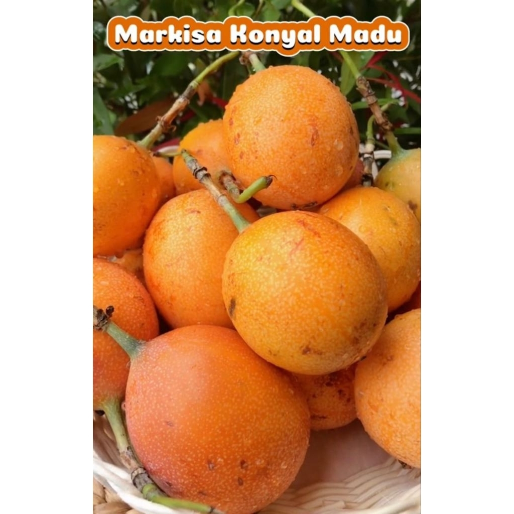

Markisa konyal manis matang segar isi 1kg