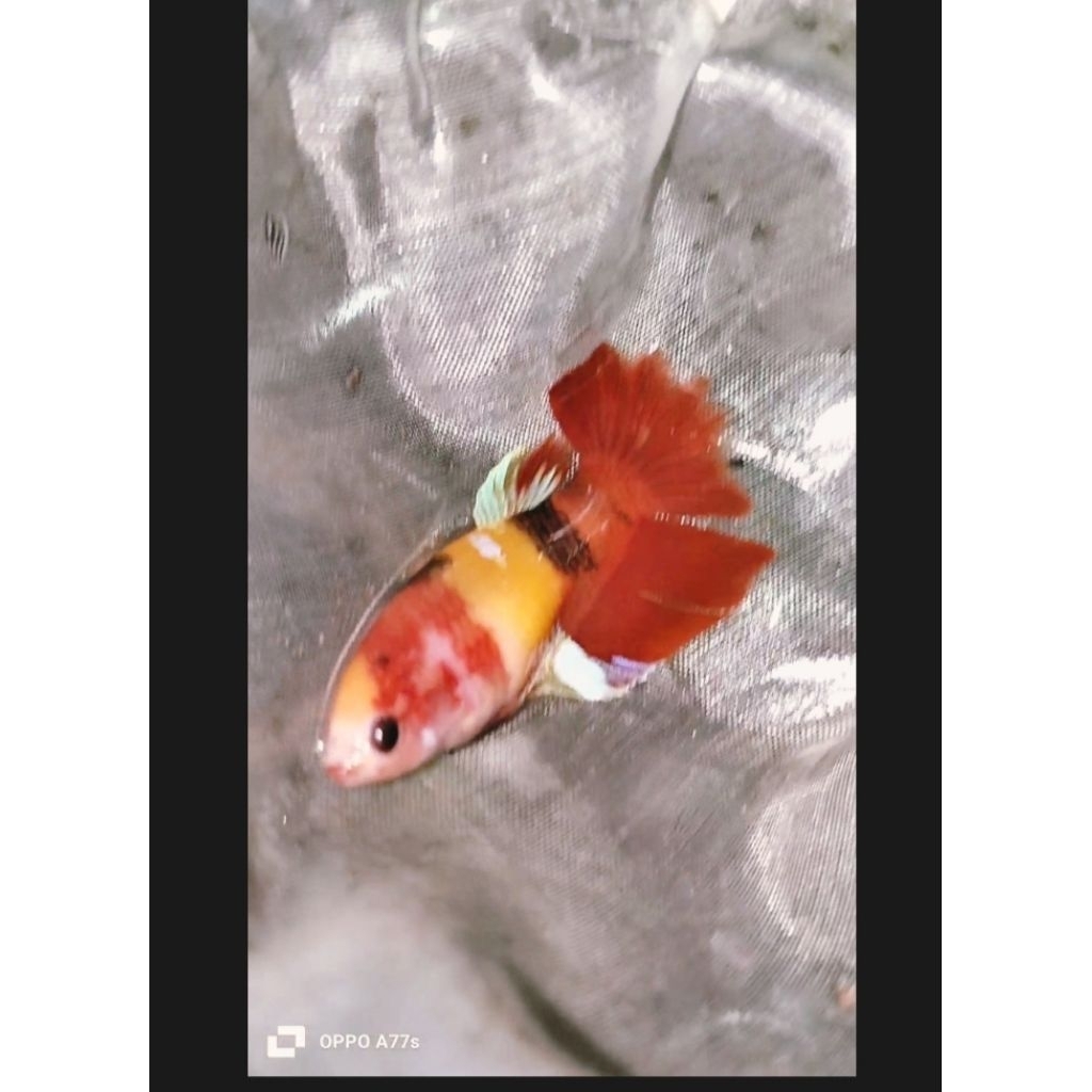 ikan cupang female/betina hmpk yellow base 100% sesuai foto/vidio real pict