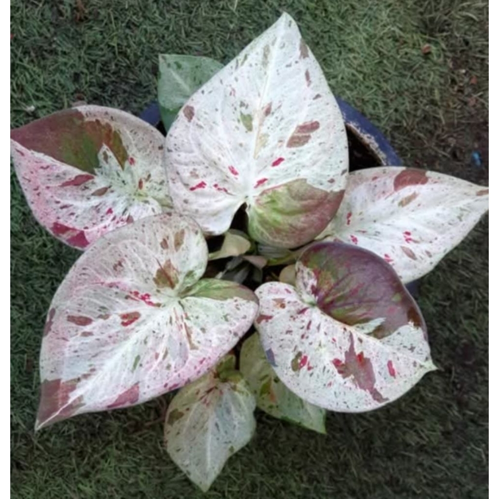 caladium hibrid Thailand series